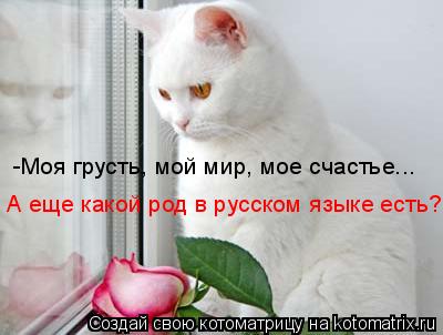 -Моя грусть, мой мир, мое счастье... А еще какой род в русском языке есть?... Котоматрица: -Моя грусть, мой мир, мое счастье... А еще какой род в русском языке есть?