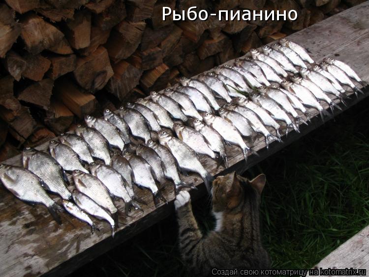 Рыбо-пианино... Котоматрица: Рыбо-пианино
