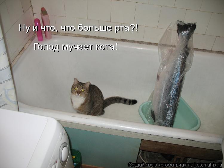 Ну и что, что больше рта?! Голод мучает кота!... Котоматрица: Ну и что, что больше рта?! Голод мучает кота!