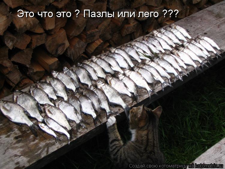 Котоматрица: Это что это ? Пазлы или лего ???