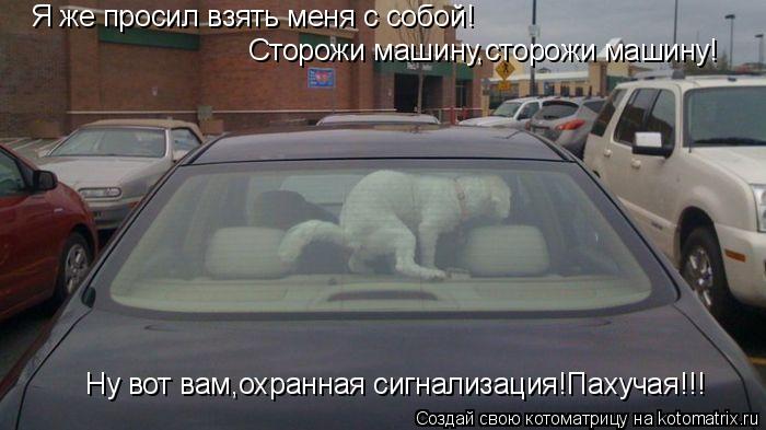 Я же просил взять меня с собой! Сторожи машину,сторожи машину! Ну вот вам,охранная сигнализация!Пахуч... Котоматрица: Я же просил взять меня с собой! Сторожи машину,сторожи машину! Ну вот вам,охранная сигнализация!Пахучая!!!
