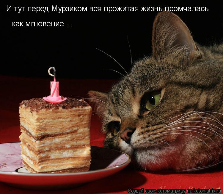 И тут перед Мурзиком вся прожитая жизнь промчалась как мгновение ...... Котоматрица: И тут перед Мурзиком вся прожитая жизнь промчалась как мгновение ...