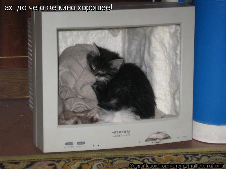 ах, до чего же кино хорошее!... Котоматрица: ах, до чего же кино хорошее!