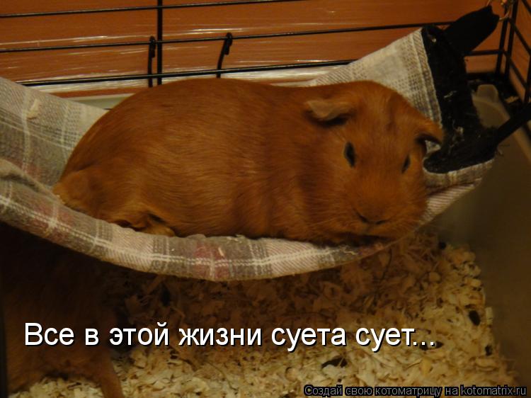 Все в этой жизни суета сует...... Котоматрица: Все в этой жизни суета сует...