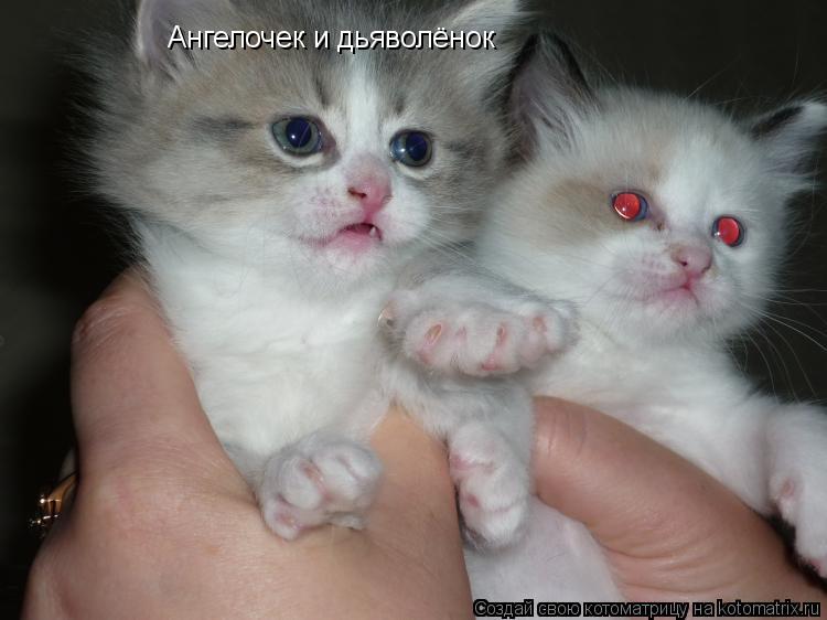 Ангелочек и дьяволёнок... Котоматрица: Ангелочек и дьяволёнок