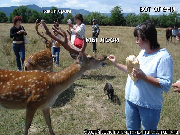 вот олени какой срам мы лоси... Котоматрица: вот олени какой срам мы лоси