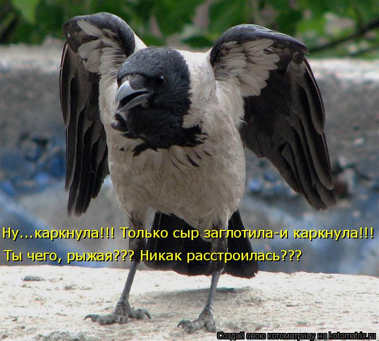 Котоматрица: Ну...каркнула!!! Только сыр заглотила-и каркнула!!! Ты чего, рыжая??? Никак расстроилась???