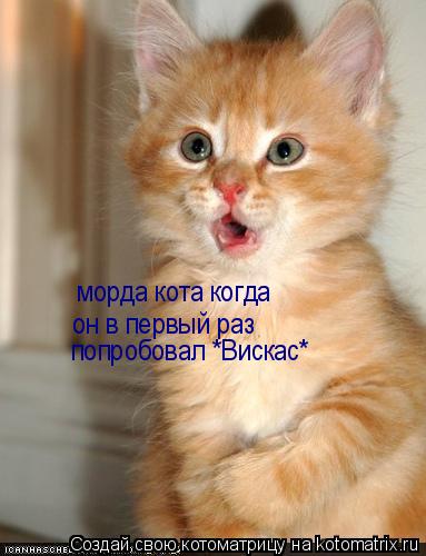 Котоматрица: морда кота когда он в первый раз попробовал *Вискас*