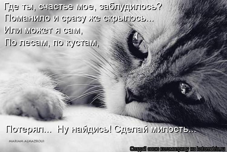 Котоматрица: Где ты, счастье мое, заблудилось? Поманило и сразу же скрылось... Или может я сам, По лесам, по кустам, Потерял...  Ну найдись! Сделай милость...