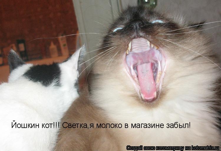 Йошкин кот!!! Светка,я молоко в магазине забыл!... Котоматрица: Йошкин кот!!! Светка,я молоко в магазине забыл!