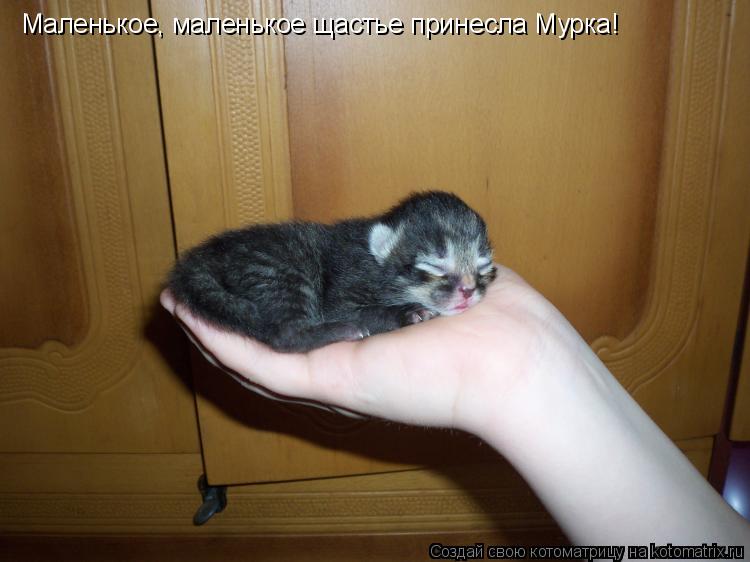 Котоматрица: Маленькое, маленькое щастье принесла Мурка!