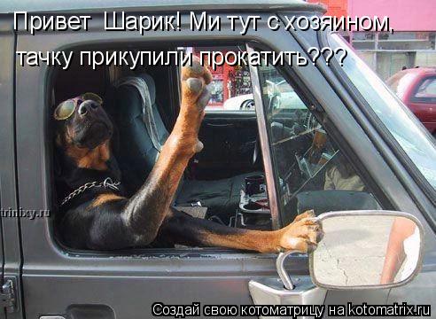 Привет Шарик! Ми тут с хозяином, тачку прикупили прокатить???... Котоматрица: Привет Шарик! Ми тут с хозяином, тачку прикупили прокатить???