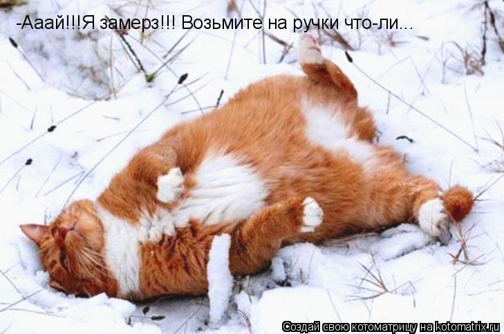 Котоматрица: -Ааай!!!Я замерз!!! Возьмите на ручки что-ли...