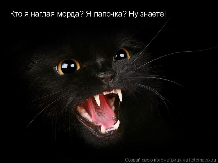 Кто я наглая морда? Я лапочка? Ну знаете!... Котоматрица: Кто я наглая морда? Я лапочка? Ну знаете!