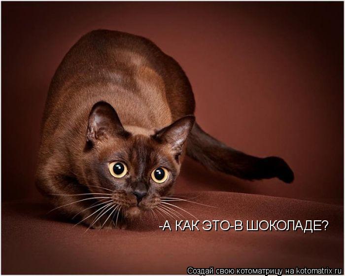 -А КАК ЭТО-В ШОКОЛАДЕ?... Котоматрица: -А КАК ЭТО-В ШОКОЛАДЕ?