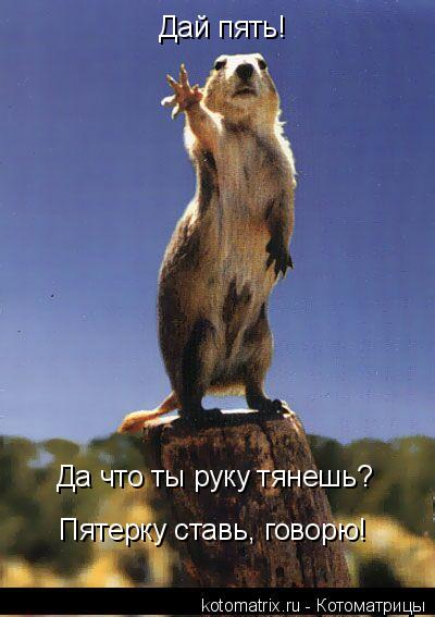 Дай пять! Да что ты руку тянешь? Да что ты руку тянешь? Пятерку ставь, говорю!... Котоматрица: Дай пять! Да что ты руку тянешь? Да что ты руку тянешь? Пятерку ставь, говорю!