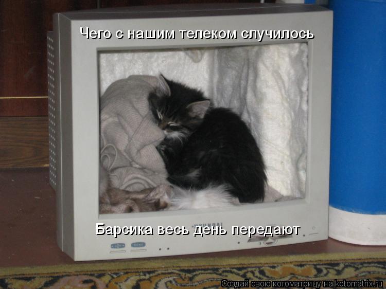Котоматрица: Чего с нашим телеком случилось Барсика весь день передают