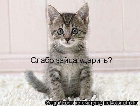 Слабо зайца ударить?... Котоматрица: Слабо зайца ударить?