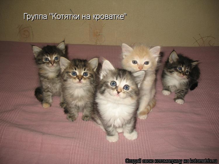 Группа "Котятки на кроватке"... Котоматрица: Группа "Котятки на кроватке"