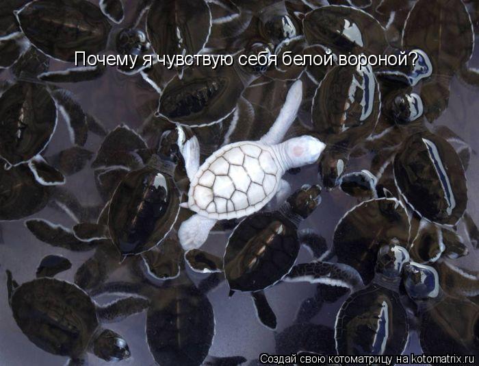 Почему я чувствую себя белой вороной?... Котоматрица: Почему я чувствую себя белой вороной?