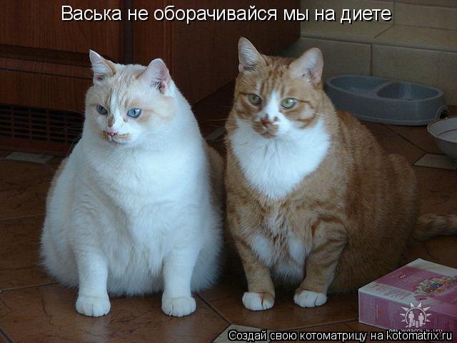 Васька не оборачивайся мы на диете... Котоматрица: Васька не оборачивайся мы на диете