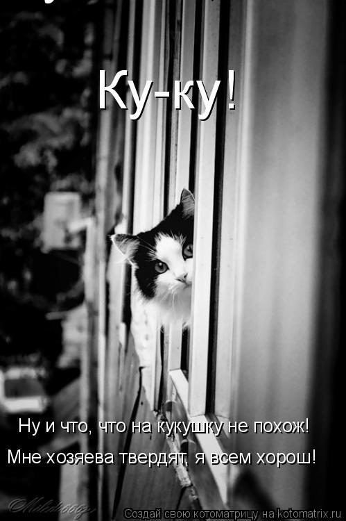 Котоматрица: Ку-ку! Ну т что, что на кукушку не похож! Ну и что, что на кукушку не похож! Мне хозяева твердят, я всем хорош!