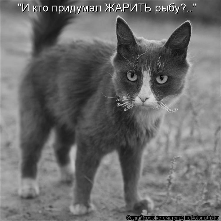 Котоматрица: "И кто придумал ЖАРИТЬ рыбу?.."