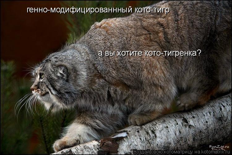генно-модифицированнный кото-тигр а вы хотите кото-тигренка?... Котоматрица: генно-модифицированнный кото-тигр а вы хотите кото-тигренка?