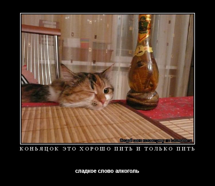 коньяцок это хорошо пить и только пить сладкое слово алкоголь... Котоматрица: коньяцок это хорошо пить и только пить сладкое слово алкоголь