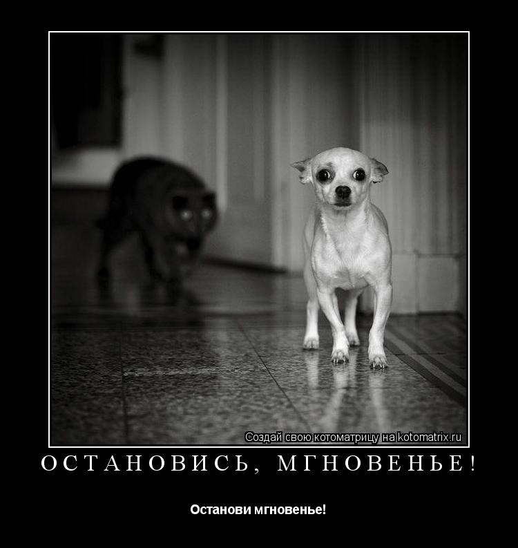 Котоматрица: Остановись, мгновенье! Останови мгновенье!
