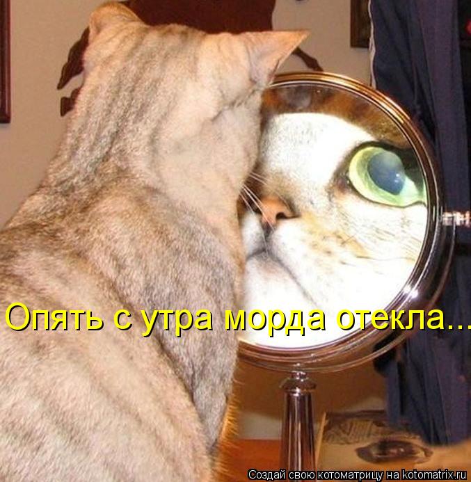 Котоматрица: Опять с утра морда отекла...