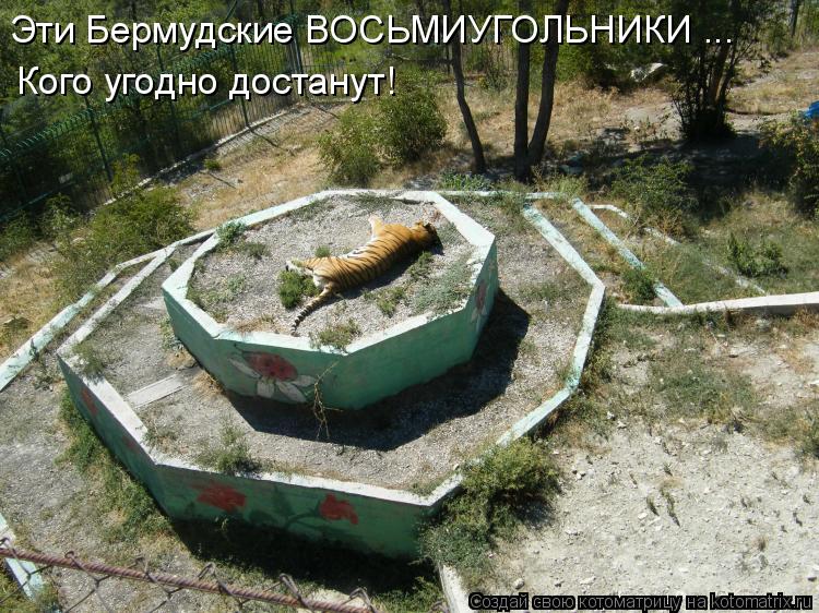 Эти Бермудские ВОСЬМИУГОЛЬНИКИ ... Кого угодно достанут!... Котоматрица: Эти Бермудские ВОСЬМИУГОЛЬНИКИ ... Кого угодно достанут!