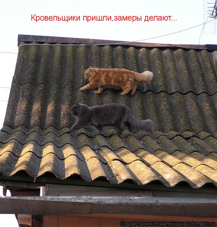 Кровельщики пришли,замеры делают...... Котоматрица: Кровельщики пришли,замеры делают...