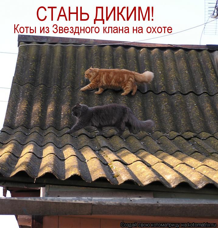 СТАНЬ ДИКИМ! Коты из Звездного клана на охоте... Котоматрица: СТАНЬ ДИКИМ! Коты из Звездного клана на охоте
