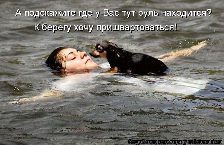 А подскажите где у Вас тут руль находится? К берегу хочу пришвартоваться!... Котоматрица: А подскажите где у Вас тут руль находится? К берегу хочу пришвартоваться!