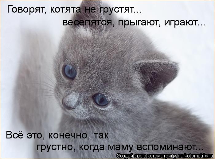 Говорят, котята не грустят... веселятся, прыгают, играют... Всё это, конечно, так грустно, когда мам... Котоматрица: Говорят, котята не грустят... веселятся, прыгают, играют... Всё это, конечно, так грустно, когда маму вспоминают...