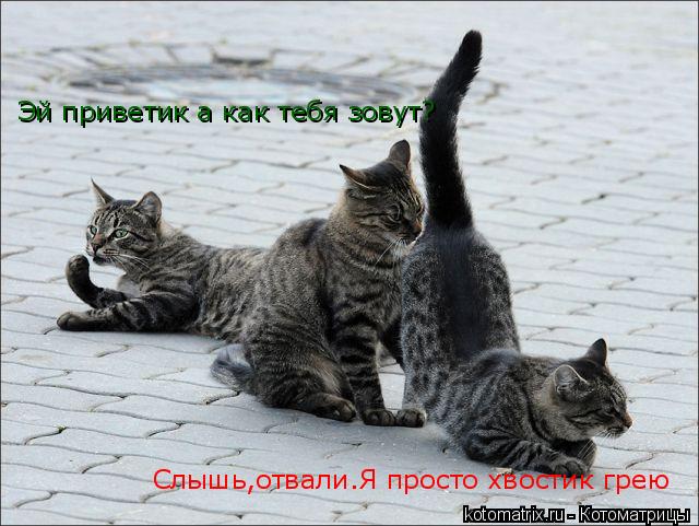 Эй приветик а как тебя зовут? Слышь,отвали.Я просто хвостик грею... Котоматрица: Эй приветик а как тебя зовут? Слышь,отвали.Я просто хвостик грею