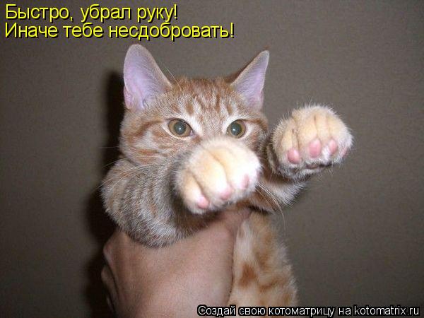 Быстро, убрал руку! Иначе тебе несдобровать!... Котоматрица: Быстро, убрал руку! Иначе тебе несдобровать!