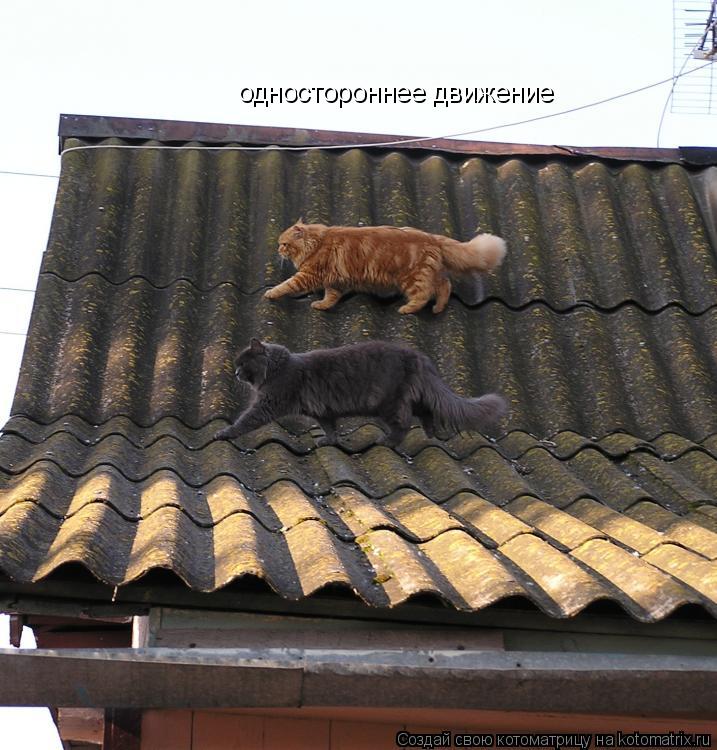 одностороннее движение... Котоматрица: одностороннее движение