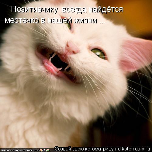 Котоматрица: Позитивчику  всегда найдётся  местечко в нашей жизни ...