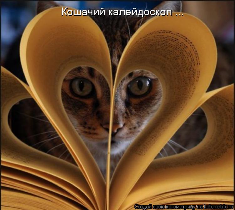 Кошачий калейдоскоп ...... Котоматрица: Кошачий калейдоскоп ...