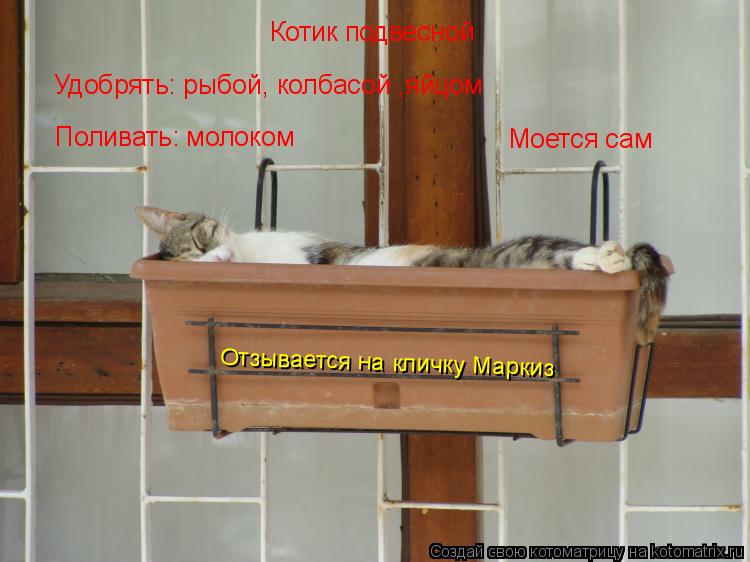 Котик подвесной Удобрять: рыбой, колбасой ,яйцом Поливать: молоком Моется сам Отзывается на кличку Ма... Котоматрица: Котик подвесной Удобрять: рыбой, колбасой ,яйцом Поливать: молоком Моется сам Отзывается на кличку Маркиз