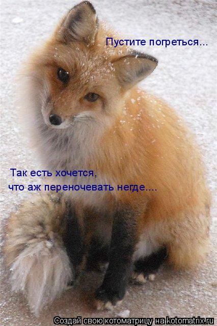 Пустите погреться... Так есть хочется, что аж переночевать негде....... Котоматрица: Пустите погреться... Так есть хочется, что аж переночевать негде....