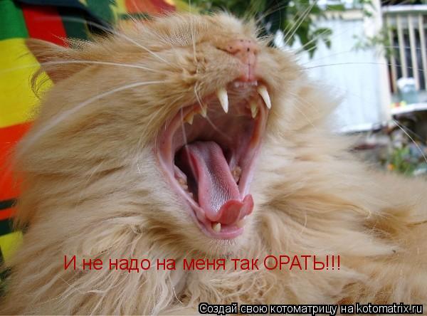 Котоматрица: И не надо на меня так ОРАТЬ!!!