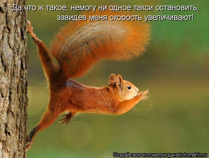 Да что ж такое, немогу ни одное такси остановить, завидев меня скорость увеличивают!... Котоматрица: Да что ж такое, немогу ни одное такси остановить, завидев меня скорость увеличивают!