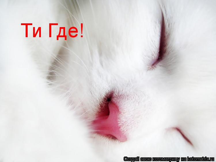 Ти Где!... Котоматрица: Ти Где!
