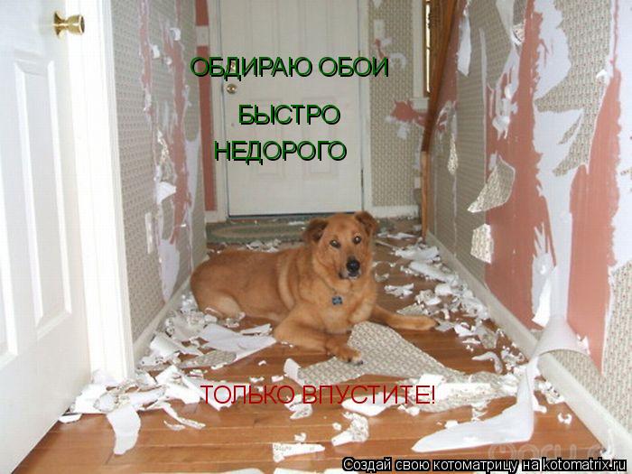 ОБДИРАЮ ОБОИ БЫСТРО НЕДОРОГО ТОЛЬКО ВПУСТИТЕ! ТОЛЬКО ВПУСТИТЕ!... Котоматрица: ОБДИРАЮ ОБОИ БЫСТРО НЕДОРОГО ТОЛЬКО ВПУСТИТЕ! ТОЛЬКО ВПУСТИТЕ!
