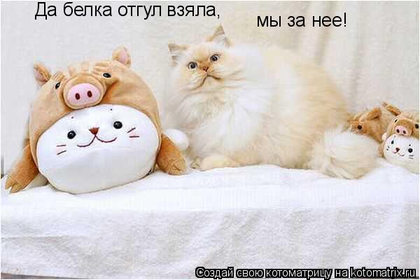 Да белка отгул взяла, мы за нее!... Котоматрица: Да белка отгул взяла, мы за нее!