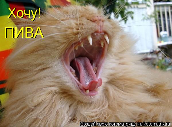 Хочу! ПИВА... Котоматрица: Хочу! ПИВА
