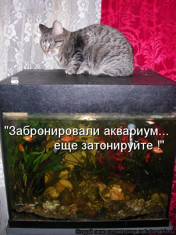 Котоматрица: "Забронировали аквариум... еще затонируйте !"